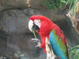 Rainbow Macaw